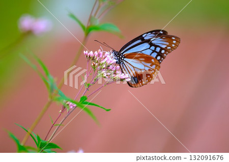 棲息在藤箱上的栗虎 132091676