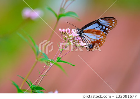 棲息在藤箱上的栗虎 132091677