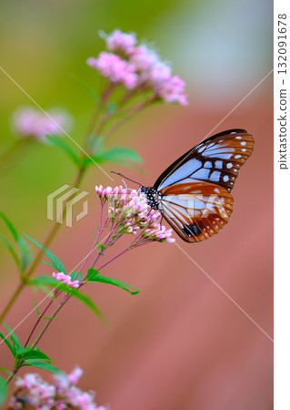 棲息在藤箱上的栗虎 棲息在藤箱上的栗虎 132091678