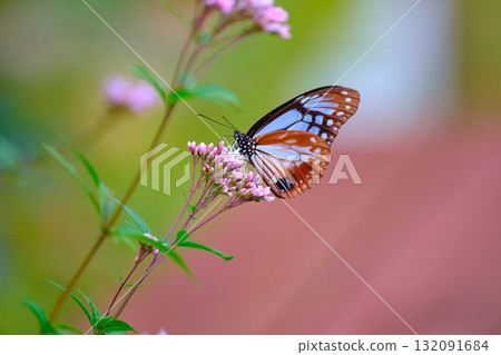Chestnut tiger perching on Fujibakama Chestnut tiger perching on Fujibakama 132091684