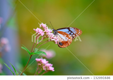 Chestnut tiger perching on Fujibakama Chestnut tiger perching on Fujibakama 132091686
