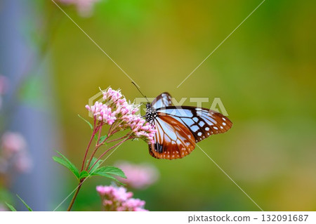 Chestnut tiger perching on Fujibakama 132091687