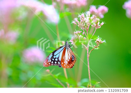 飛向河北的栗色蝴蝶 132091709