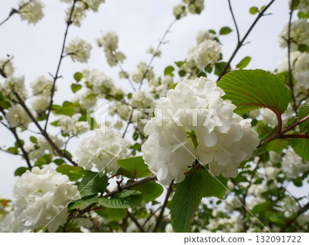 Hydrangea 01 Hydrangea 01 132091722