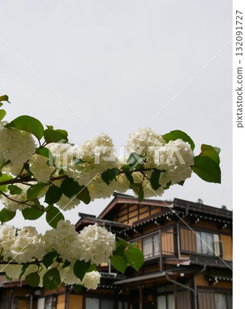 木繡球07 132091727