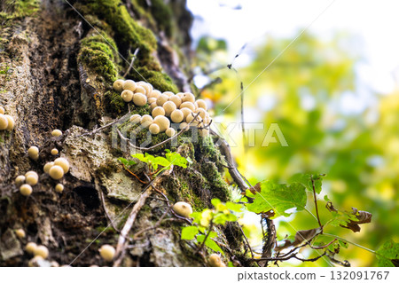 White mushrooms growing on mossy trees on Mount Fujisato Komagatake in the Shirakami Mountains. Autumn natural scenery. White mushrooms growing on mossy trees on Mount Fujisato Komagatake in the Shirakami Mountains. Autumn natural scenery. 132091767