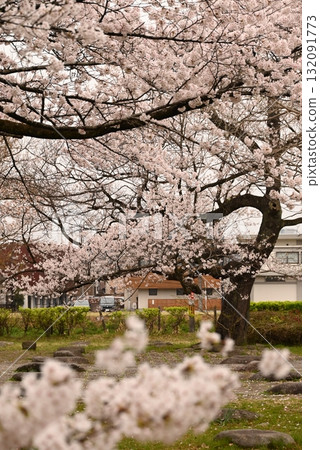 Beautiful scenery with cherry blossoms in full bloom 132091773
