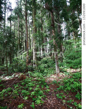 In the forest 04 In the forest 04 132091800