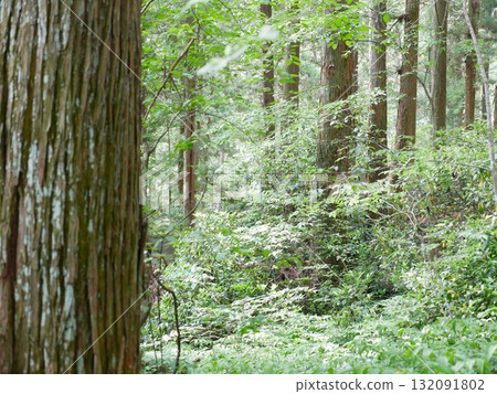 In the forest 06 132091802