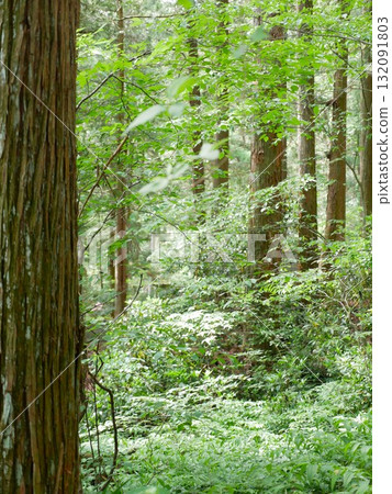 森林中07 132091803