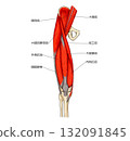 大腿前側肌肉 132091845