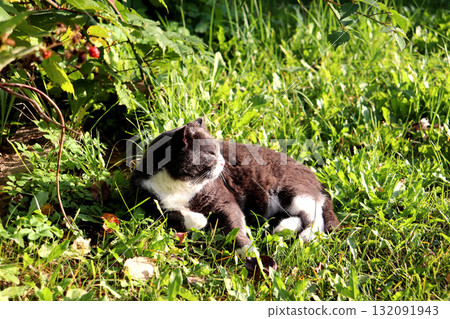 A gray cat lies on the grass, squinting in the bright sun, looking away in the garden A gray cat lies on the grass, squinting in the bright sun, looking away in the garden 132091943