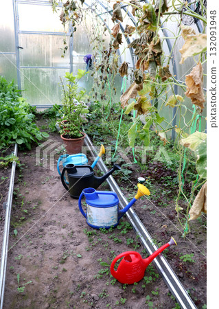 An autumn rural greenhouse with watering cans, dried cucumber stems, and pots of citrus fruits An autumn rural greenhouse with watering cans, dried cucumber stems, and pots of citrus fruits 132091948