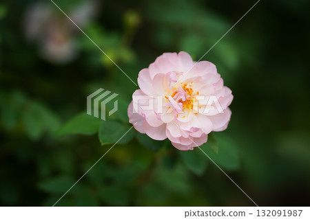 Echoes of kindness 132091987