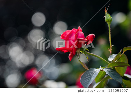 晨露綻放的紅色情懷 晨露綻放的紅色情懷 132091997