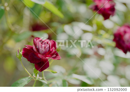 安靜的驕傲 132092000