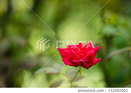 Red poetry that stands out against the green 132092001