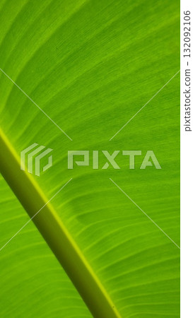 Vein texture of banana leaf, Nature Backgrounds. Vein texture of banana leaf, Nature Backgrounds. 132092106