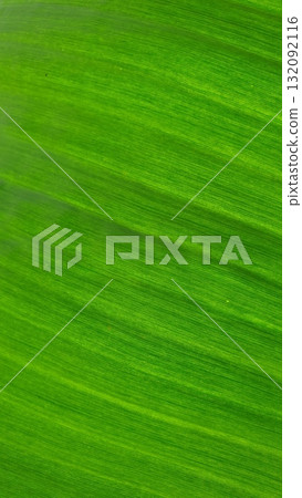 Vein texture of banana leaf, Nature Backgrounds. 132092116