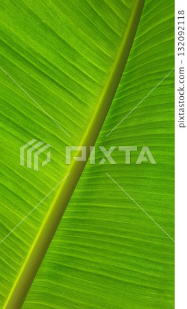 Vein texture of banana leaf, Nature Backgrounds. Vein texture of banana leaf, Nature Backgrounds. 132092118