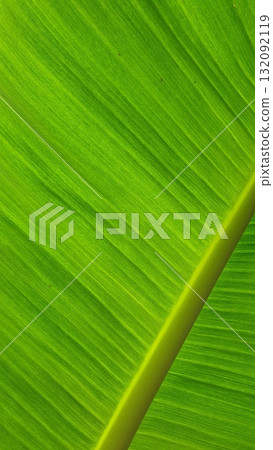 Vein texture of banana leaf, Nature Backgrounds. Vein texture of banana leaf, Nature Backgrounds. 132092119