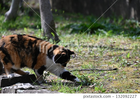 A stray cat relaxing on a promenade in the warm sunshine 132092227