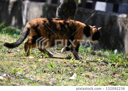 A stray cat relaxing on a promenade in the warm sunshine A stray cat relaxing on a promenade in the warm sunshine 132092236