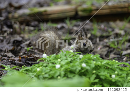 A walk with Hokkaido squirrels in early spring 132092425