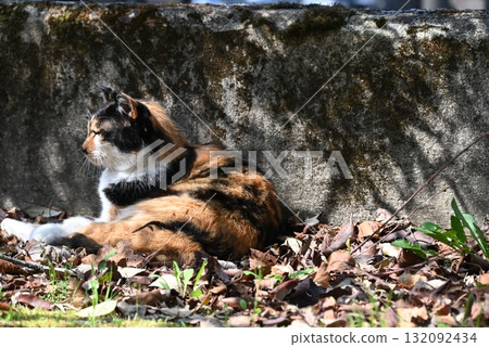 A stray cat relaxing on a promenade in the warm sunshine A stray cat relaxing on a promenade in the warm sunshine 132092434