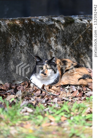A stray cat relaxing on a promenade in the warm sunshine A stray cat relaxing on a promenade in the warm sunshine 132092442