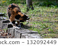 A stray cat relaxing on a promenade in the warm sunshine 132092449