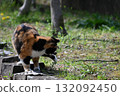 A stray cat relaxing on a promenade in the warm sunshine 132092450