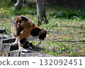 A stray cat relaxing on a promenade in the warm sunshine 132092451