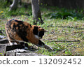 A stray cat relaxing on a promenade in the warm sunshine 132092452