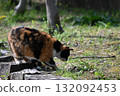A stray cat relaxing on a promenade in the warm sunshine 132092453