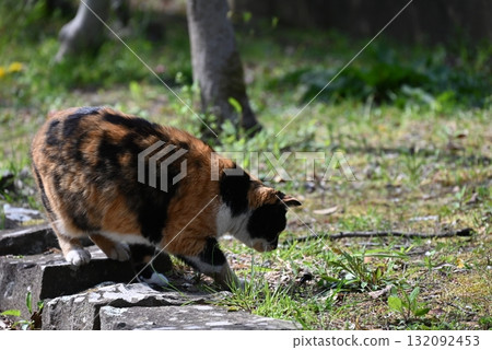 A stray cat relaxing on a promenade in the warm sunshine 132092453