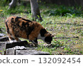A stray cat relaxing on a promenade in the warm sunshine 132092454