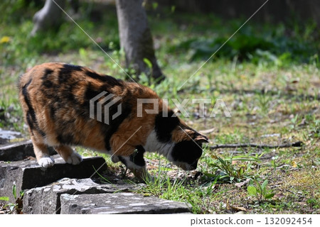 A stray cat relaxing on a promenade in the warm sunshine 132092454