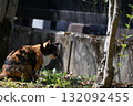 A stray cat relaxing on a promenade in the warm sunshine 132092455