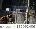 A stray cat relaxing on a promenade in the warm sunshine 132092456