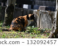 A stray cat relaxing on a promenade in the warm sunshine 132092457