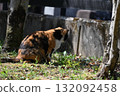 A stray cat relaxing on a promenade in the warm sunshine 132092458