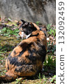 A stray cat relaxing on a promenade in the warm sunshine 132092459