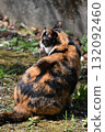 A stray cat relaxing on a promenade in the warm sunshine 132092460