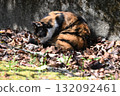 A stray cat relaxing on a promenade in the warm sunshine 132092461