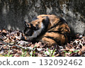 A stray cat relaxing on a promenade in the warm sunshine 132092462