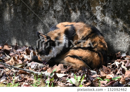 A stray cat relaxing on a promenade in the warm sunshine A stray cat relaxing on a promenade in the warm sunshine 132092462