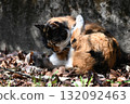 A stray cat relaxing on a promenade in the warm sunshine 132092463