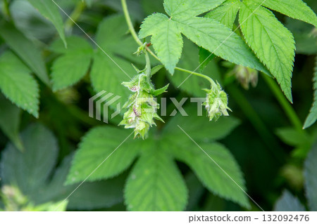 Female flower of Kanamgura (a plant that causes autumn hay fever) Female flower of Kanamgura (a plant that causes autumn hay fever) 132092476