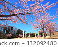 觀音崎公園花卉廣場的裝飾物和河津櫻花 132092480